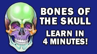 BONES OF THE SKULL  LEARN IN 4 MINUTES [upl. by Wallinga281]