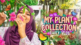 My Plant Collection Indoor Plant ideas for home 💐 [upl. by Javier415]