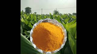 Organic Turmeric Powder [upl. by Reeba557]