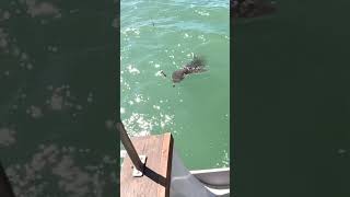 Requin nourrice au Îles du Salut en Guyane fishing pesca poisson [upl. by Zampardi]