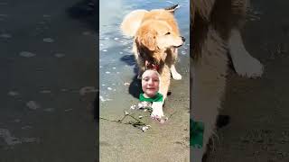 goldenretriever doglover beach irresponsible [upl. by Mueller]