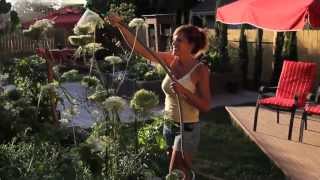 How to use Epsom Salt in the Garden  Quick Simple Inexpensive [upl. by Brothers102]