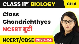 NCERT बूटी  Class Chondrichthyes  Animal Kingdom  Class 11 Biology [upl. by Imefulo593]