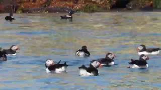 Atlantic puffins Fratercula arctica Petit Manan Island Maine June 16 2016 [upl. by Lilaj954]