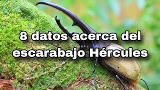 Escarabajo Hércules  8 datos que probablemente desconocias [upl. by Inavoy802]