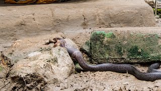 Cobra vs Toad  Planet Earth III  BBC Earth [upl. by Enirac296]