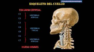 Drs Abad amp Matos  Anatomía del Cuello [upl. by Alit]