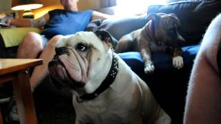 Tito the English Bulldog singing [upl. by Aidnac138]