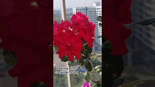 Meaning of red frangipani flower short cacloaihoa hoasu lvcvlogs [upl. by Vial356]