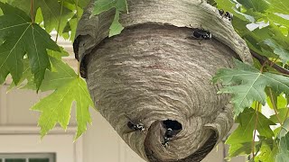 First bald face hornet nest removal of 2024 early season hornets nest [upl. by Breanne400]