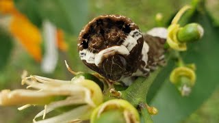 The Amazing Giant Swallowtail Caterpillar [upl. by Merl621]