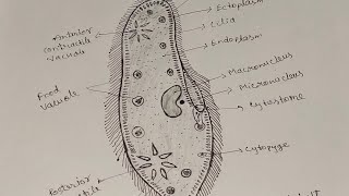 How To Draw Paramecium Easily। Paramecium Diagram।paramecium easydrawingbiology [upl. by Sedda571]