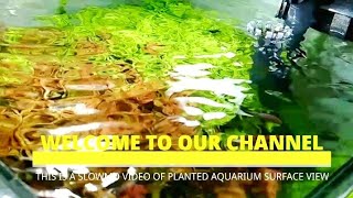 AQUASCAPING  PLANTED AQUARIUM SLOW MOTION VIDEO  RELAXING VIDEO OF PLANTED AQUARIUM [upl. by Adnohsal]