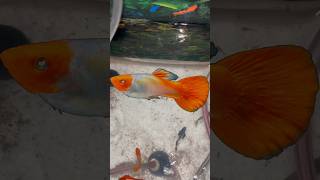 Exotic guppy giving birth aquarium guppy guppybreeding guppyfish guppyfry applesnail petfish [upl. by Raynell]