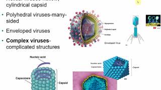 2117 Chapter 13  Viruses Viroids and Prions [upl. by Ludlow]