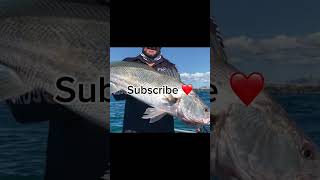 Your mulloway if you… fishing mulloway [upl. by Nudnarb]