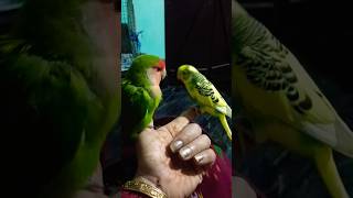 Cute bird 🥰❤️viralshort parrotentertainment beautifulparrot [upl. by Sosna]