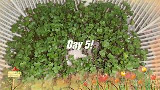 Growing mustard greens without soil hydroponically Microgreens for beginners 🌱🌿🍀 [upl. by Arivle]