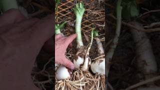 How To Plant Bare Root Crinum Lilies [upl. by Rehctelf]