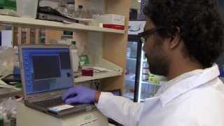 Harvard Researchers Use the Gel Doc™ EZ to Study Human Gene Function [upl. by Roseann850]