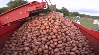 Raccolta patate 2016 New HollandFiatSameGrimme SE 7020 AgriMatteo99HD GoPro [upl. by Omero632]