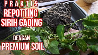 ALITURAORGANICS  Repotting Sirih Gading dengan Media Tanam Premium Soil [upl. by Ingmar382]