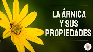 LA ARNICA Para qué Sirve Sus Propiedades [upl. by Nodnarg]