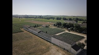 Flying Over the Beautiful Vineyards of Médoc [upl. by Sim]