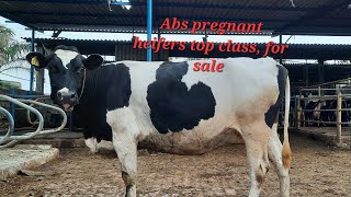 low price range  Breeded pregnant heifers for sale milk capacity 25kg 9812888886 [upl. by Vachil]