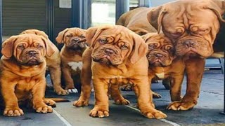 Gurusewak Kennel  French Mastiff  Saint Brenade  Tibetan Mastiff  Scoobers [upl. by Sperling924]