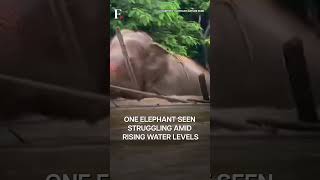 Thailand Rescued Elephants Escape Flash Floods At Sanctuary  Subscribe to Firstpost [upl. by Catlee]