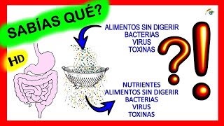 💥 SABIAS QUE es un INTESTINO PERMEABLE ❓ SINTOMAS Qué hay de cierto en la PERMEABILIDAD INTESTINAL ❓ [upl. by Ahsiekit]