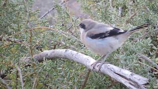 Piegrièche méridionale Lanius meridionalis koenigi de Lanzarote [upl. by Maltz]