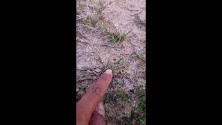 🤏🐸Boing Boing web catching frogs🤏🐸flying amp Jumping Part 4 frog foryou funny catching fun [upl. by Murrell]