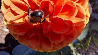 Bees on Celosia argentea in Bills Garden [upl. by Garcon987]