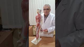 Coxartroza Coxartroză Gonartroză Spondiloză Medreflexline cluj doctor cj news herniededisc [upl. by Ylimme]