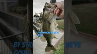 Amazing Catch ✅💎 catchinbass public fish fallfish [upl. by Suzie]