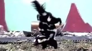 Spotted Skunk Handstand  Weird Nature  BBC Studios [upl. by Benildas]