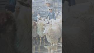 Herding Sheep in 1928  Restored Footage [upl. by Laitselec]