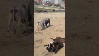 Buffalow vs bull fight [upl. by Lozano538]