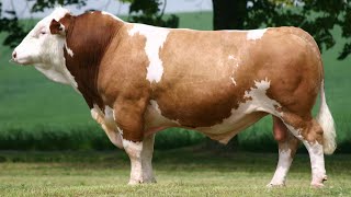 Simmental Cattle  Abundant Meat And Milk [upl. by Hudnut]