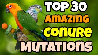 Top 30 Types of Conures  All Types of Conure Parrot  Conure Parakeets  Varieties of Conure [upl. by Hemminger277]