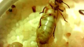 Mealworm Pupa Emerges as Beetle Timelapse [upl. by Liv]