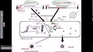 Gene therapy using adeno virus [upl. by Corrinne]