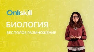 БИОЛОГИЯ 10 класс  Бесполое размножение  Видеоурок [upl. by Kozloski]