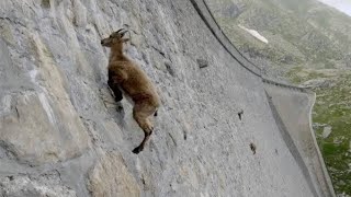 Climbing The Straight Mountain  Alpine Ibex Fact shorts [upl. by Sirovat]