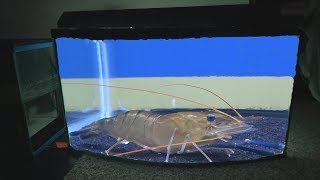 Giant prawn shrimps The coolest aquarium pets [upl. by Mil]