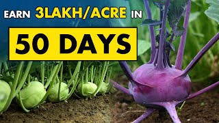 Kohlrabi Farming  How to grow Kohlrabi from Seed at Home [upl. by Anivad]