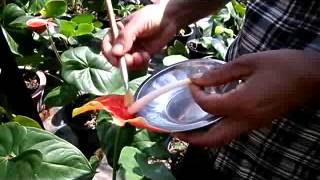 How to pollinate anthurium plant Anthurium plant care [upl. by Venola]