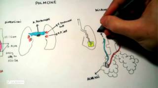 511 Polmone anatomia e fisiologia [upl. by Alaaj]